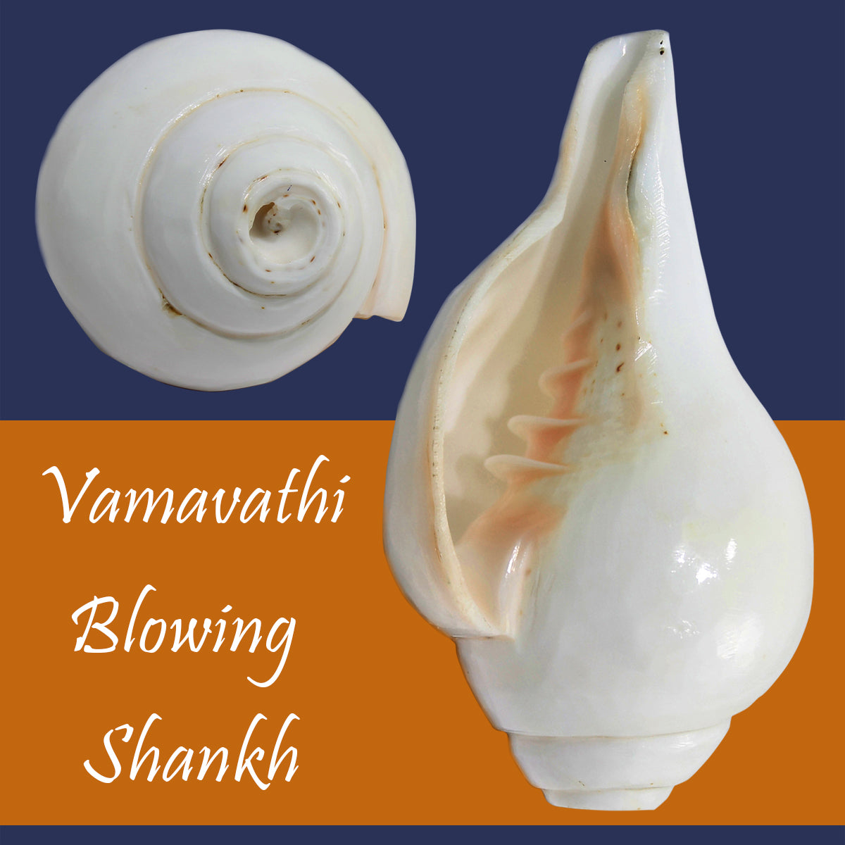 White Blowing Shank for Home-Maya Bazaar