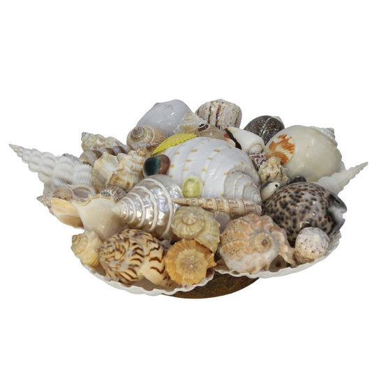Decorative Mixed Sea Shell Stand Craft-Maya Bazaar