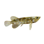 Golden Mother Of Pearl(MOP) Seashell Fish Sculpture For Home & Office - Maya Bazaar