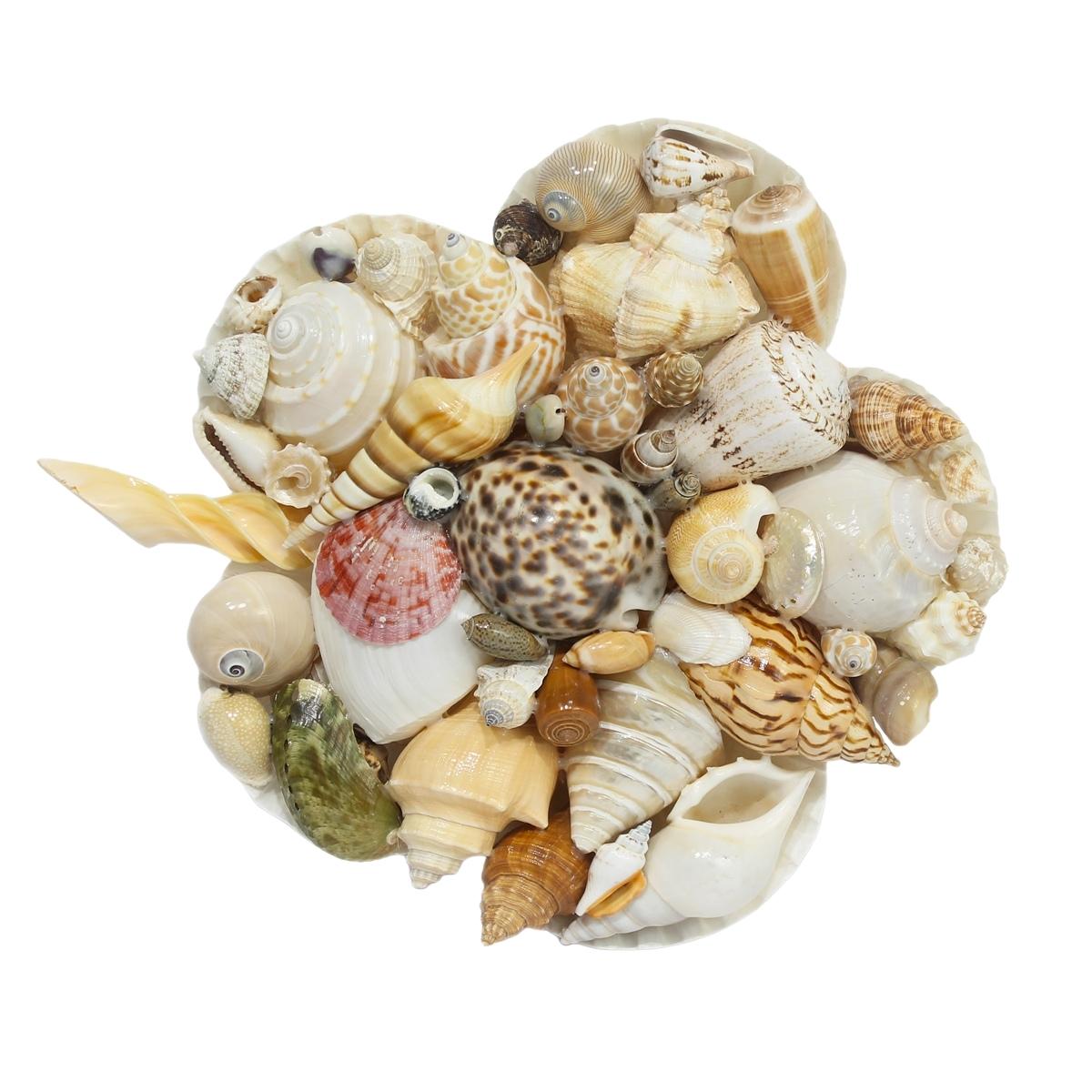 Natural Mixed Sea Shell Stand Craft-Maya Bazaar