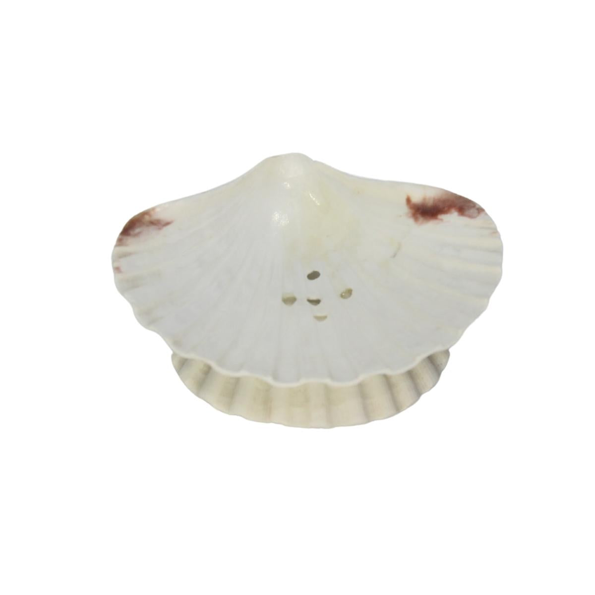 Decorative Seashell Show Pieces For Home Decor Item Soap Agarpathi Stand For Home & Office-Maya Bazaar