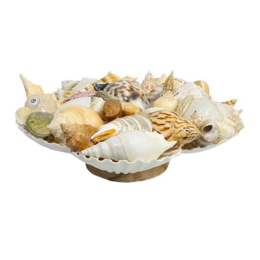 Natural Mixed Sea Shell Stand Craft-Maya Bazaar