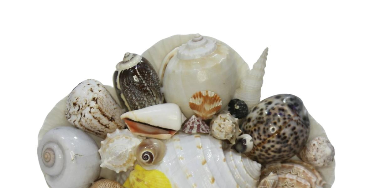 Decorative Mixed Sea Shell Stand Craft-Maya Bazaar – Mayabazaar