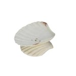 Decorative Seashell Show Pieces For Home Decor Item Soap Agarpathi Stand For Home & Office-Maya Bazaar