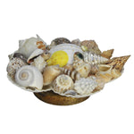 Decorative Mixed Sea Shell Stand Craft-Maya Bazaar