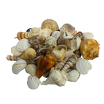 collective seashell from mahaballipuram beach| Fish Tank Seashell| 1 bag-Maya Bazaar