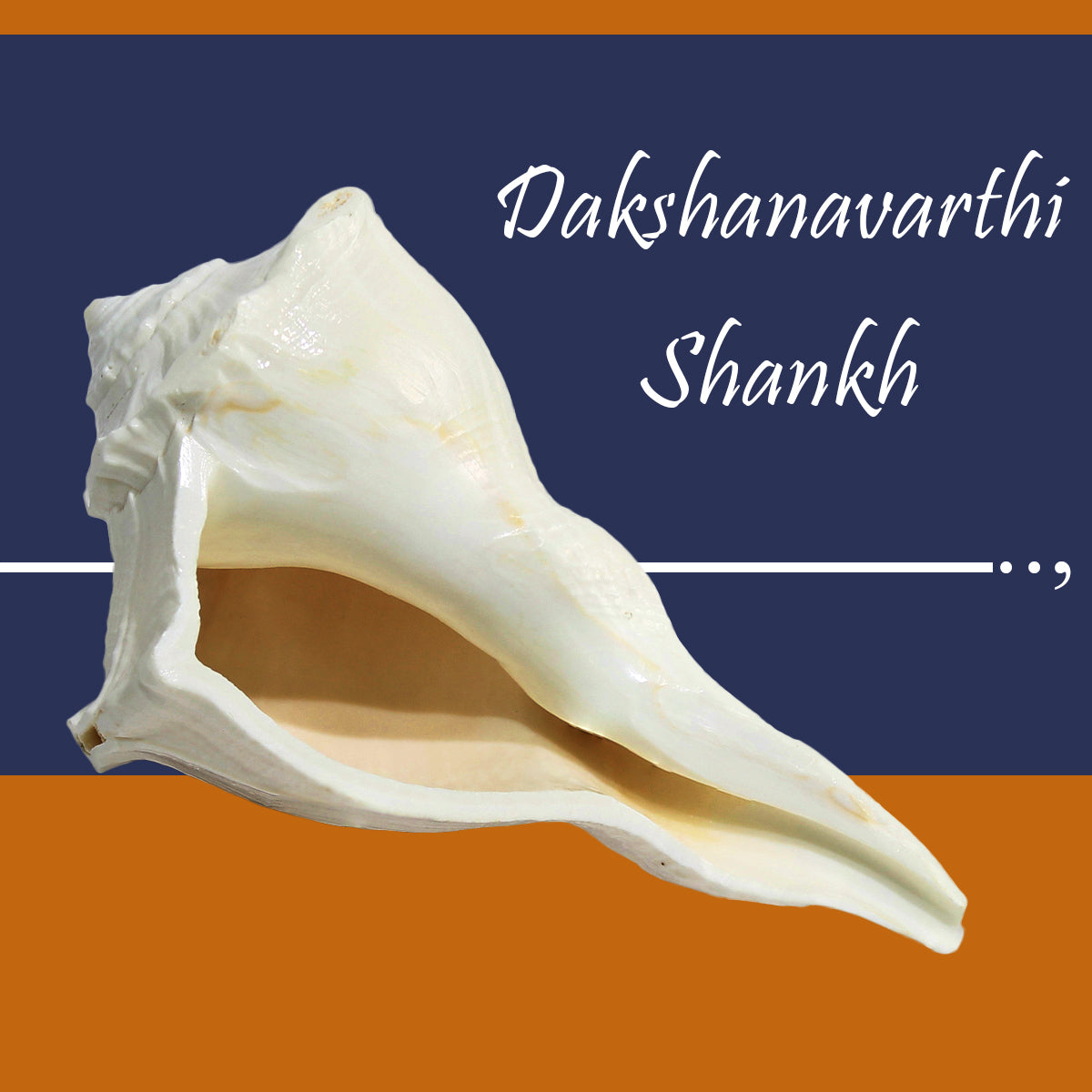 Dakshinavarti/Valampuri Shell Shankh for Home-Maya Bazaar