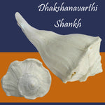 Dakshinavarti/Valampuri Shell Shankh for Home-Maya Bazaar